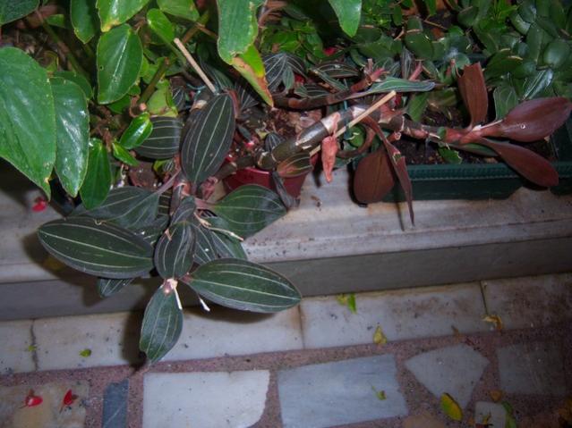 Name:  100_5390.jpg
Views: 176
Size:  49.8 KB