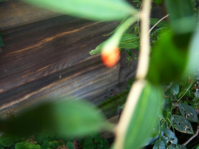 Name:  100_5400.jpg
Views: 153
Size:  30.5 KB
