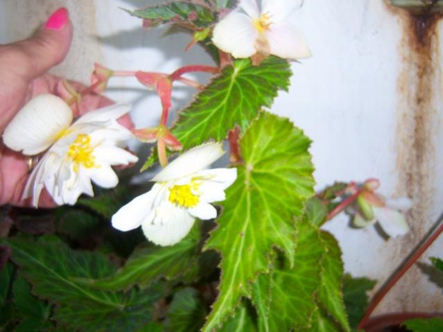 Name:  100_5403.jpg
Views: 155
Size:  37.1 KB