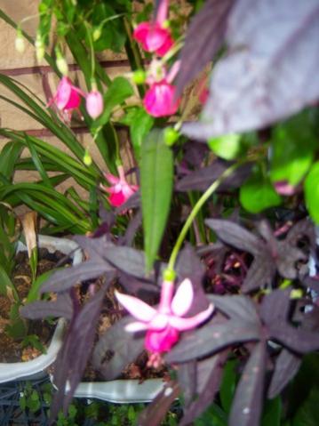 Name:  100_5419.jpg
Views: 144
Size:  29.9 KB