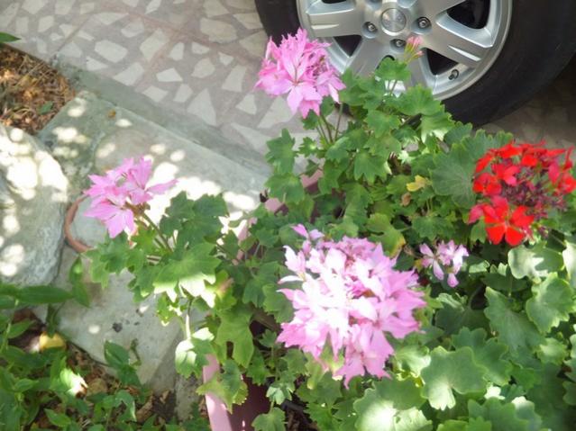 Name:  DSCF0023.jpg
Views: 339
Size:  55.0 KB