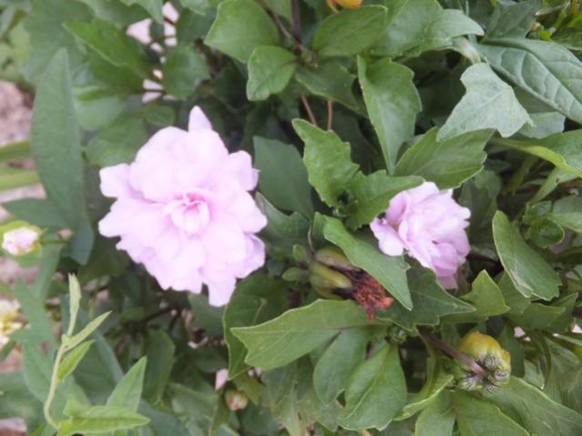 Name:  DSCF0042.jpg
Views: 350
Size:  41.3 KB