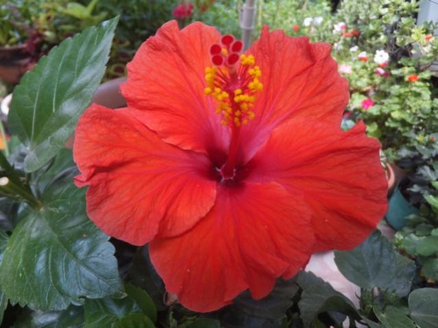Name:  DSCF0062.jpg
Views: 315
Size:  44.5 KB