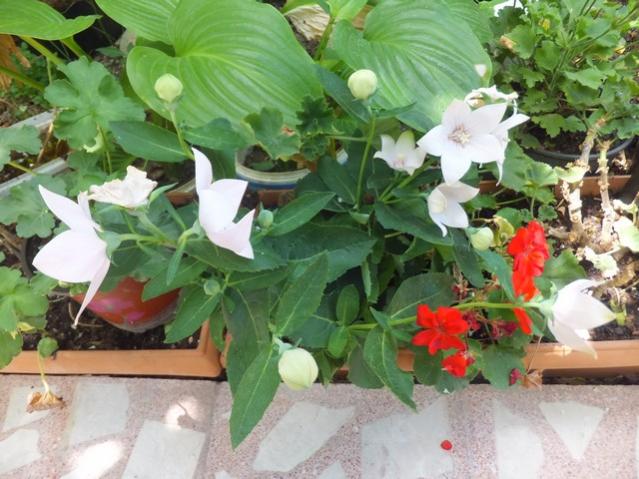 Name:  DSCF0064.jpg
Views: 313
Size:  55.2 KB