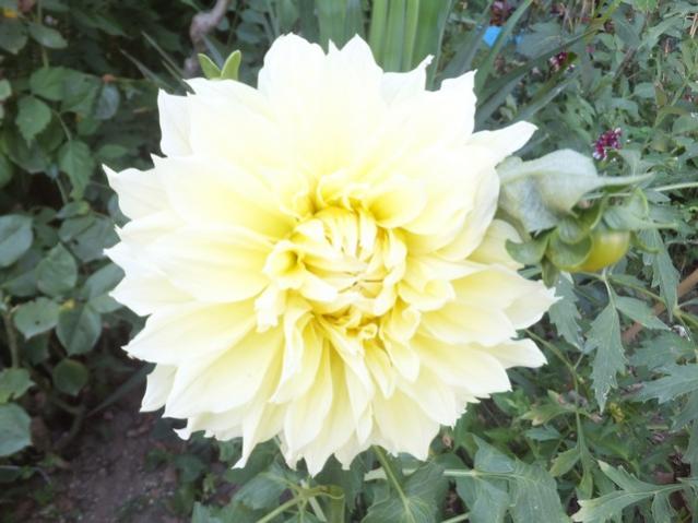 Name:  DSCF0068.jpg
Views: 333
Size:  42.7 KB