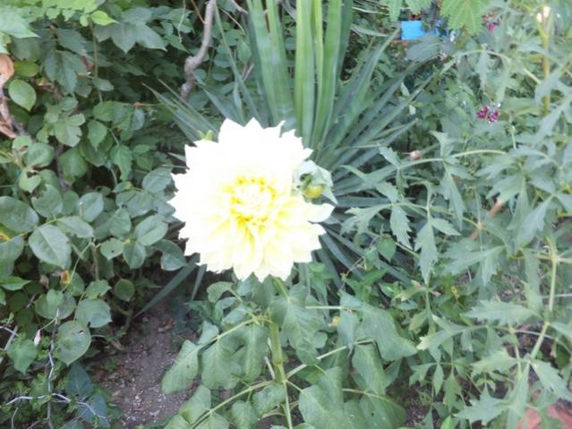 Name:  DSCF0069.jpg
Views: 340
Size:  58.5 KB