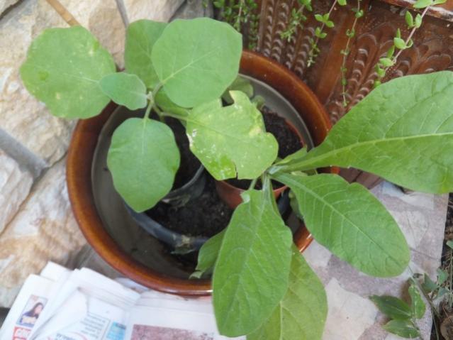 Name:  DSCF0087.jpg
Views: 346
Size:  42.1 KB