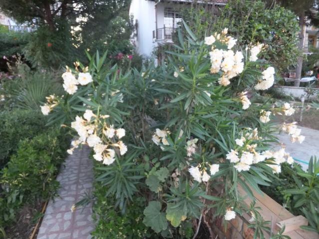 Name:  DSCF0102.jpg
Views: 327
Size:  63.7 KB