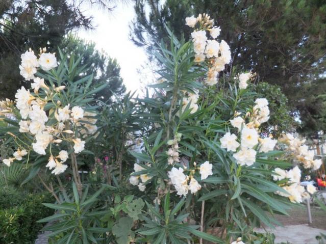 Name:  DSCF0105.jpg
Views: 301
Size:  65.9 KB