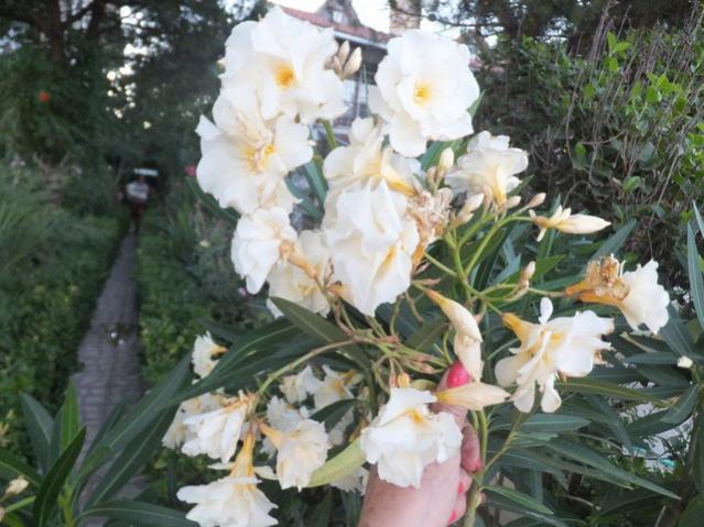 Name:  DSCF0107.jpg
Views: 292
Size:  54.7 KB