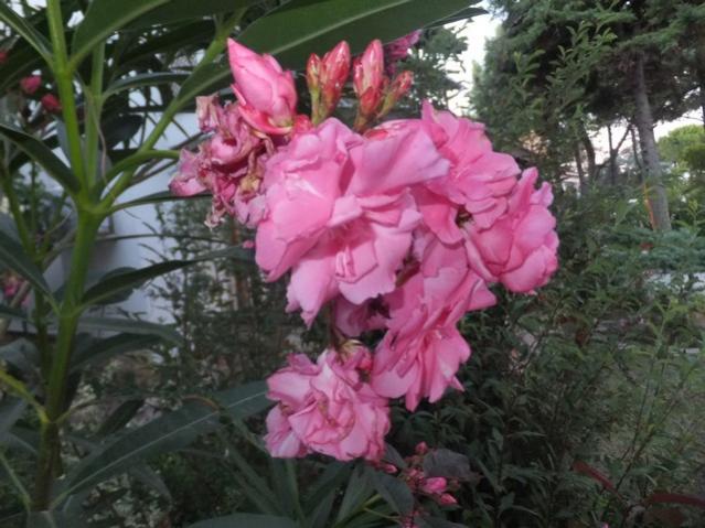 Name:  DSCF0117.jpg
Views: 529
Size:  51.8 KB