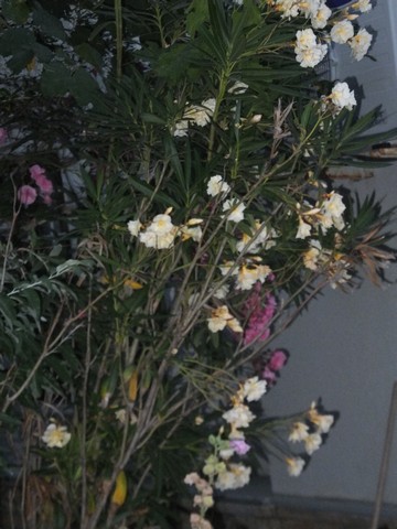 Name:  DSCF0119.jpg
Views: 571
Size:  64.7 KB