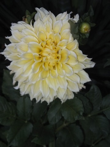 Name:  DSCF0121.jpg
Views: 324
Size:  42.3 KB