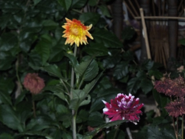 Name:  DSCF0141.jpg
Views: 330
Size:  65.4 KB