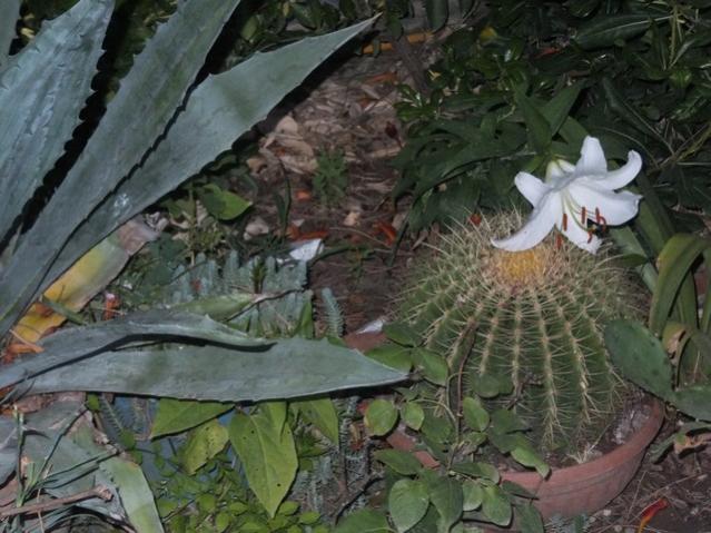 Name:  DSCF0148.jpg
Views: 312
Size:  55.2 KB