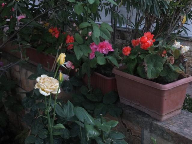 Name:  DSCF0156.jpg
Views: 283
Size:  43.3 KB