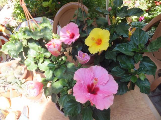 Name:  DSCF0229.jpg
Views: 538
Size:  55.6 KB