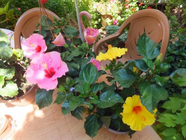 Name:  DSCF0232.jpg
Views: 582
Size:  57.2 KB