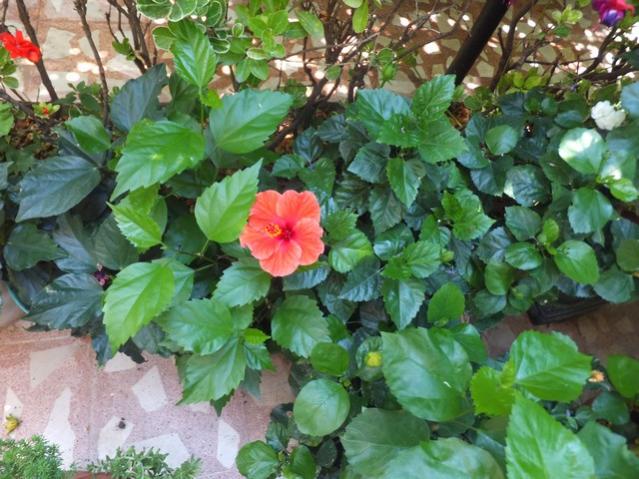 Name:  DSCF0233.jpg
Views: 469
Size:  62.0 KB