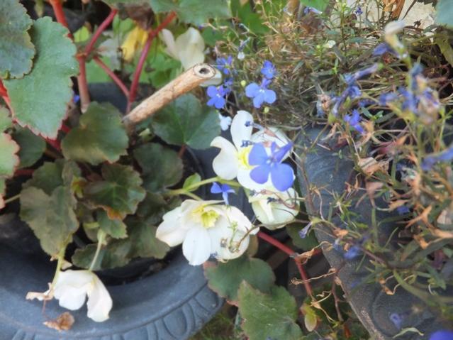 Name:  DSCF0237.jpg
Views: 277
Size:  54.4 KB