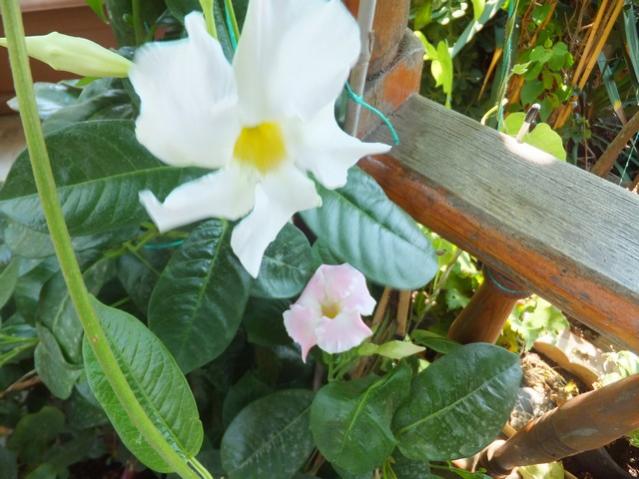 Name:  DSCF0241.jpg
Views: 266
Size:  49.8 KB