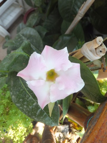 Name:  DSCF0243.jpg
Views: 261
Size:  52.3 KB