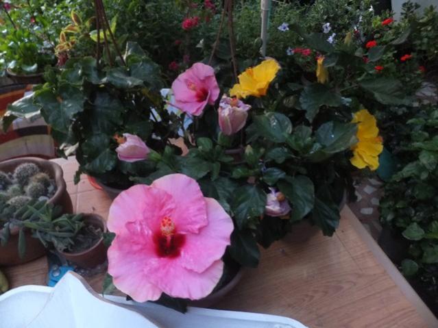 Name:  DSCF0246.jpg
Views: 270
Size:  46.9 KB