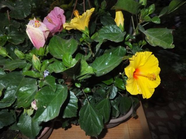 Name:  DSCF0247.jpg
Views: 263
Size:  49.2 KB