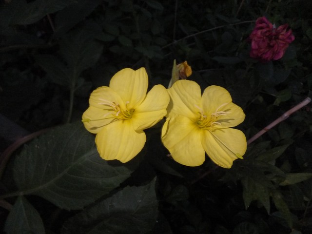 Name:  DSCF0249.jpg
Views: 254
Size:  58.7 KB
