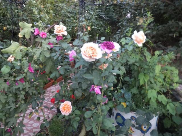 Name:  DSCF0250.jpg
Views: 260
Size:  62.5 KB