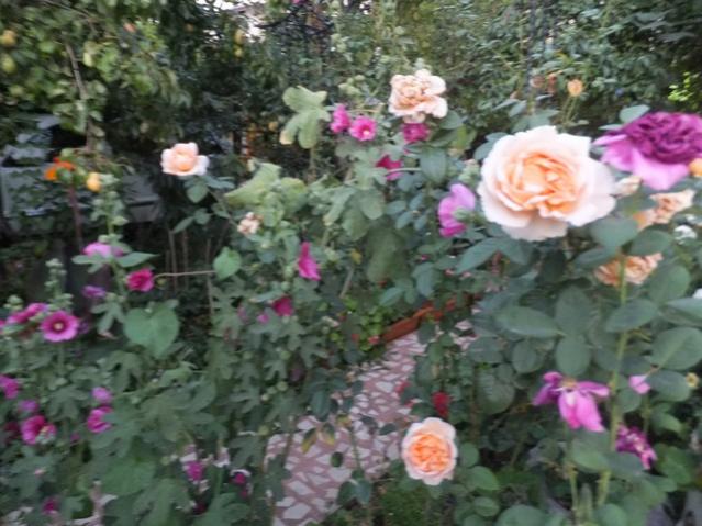 Name:  DSCF0252.jpg
Views: 263
Size:  54.4 KB