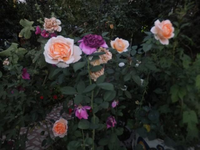 Name:  DSCF0253.jpg
Views: 263
Size:  38.6 KB