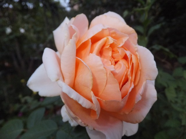 Name:  DSCF0254.jpg
Views: 255
Size:  62.1 KB