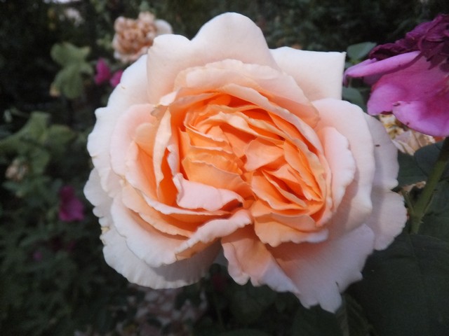 Name:  DSCF0255.jpg
Views: 256
Size:  68.6 KB
