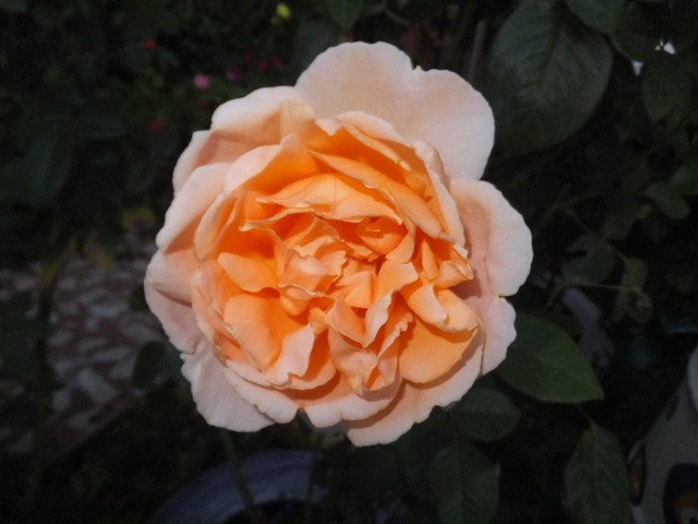 Name:  DSCF0256.jpg
Views: 247
Size:  61.6 KB
