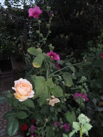 Name:  DSCF0258.jpg
Views: 242
Size:  57.9 KB