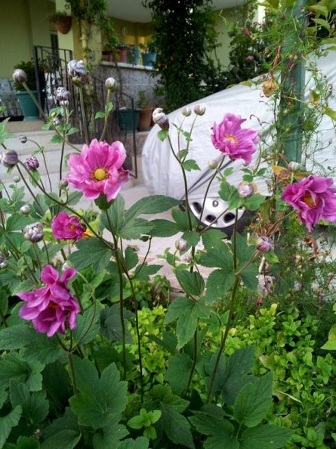 Name:  ane.jap.jpg
Views: 965
Size:  71.2 KB