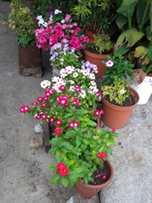 Name:  DSCN8209.JPG
Views: 553
Size:  66.7 KB