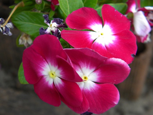 Name:  DSCN8211.JPG
Views: 563
Size:  66.4 KB