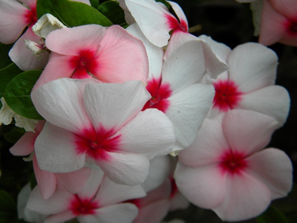 Name:  DSCN8213.JPG
Views: 572
Size:  69.0 KB