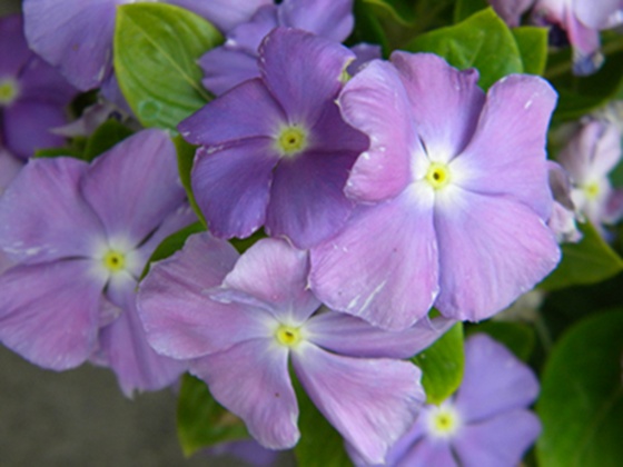 Name:  DSCN8215.JPG
Views: 549
Size:  68.5 KB