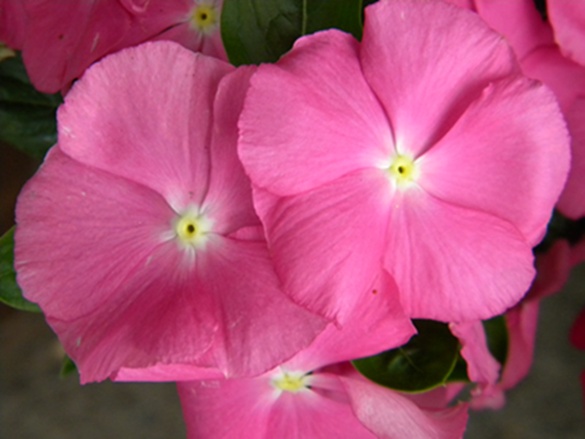 Name:  DSCN8217.JPG
Views: 554
Size:  69.5 KB