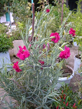 Name:  DSCN8221.JPG
Views: 590
Size:  69.4 KB