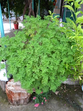 Name:  DSCN8222.JPG
Views: 568
Size:  67.0 KB