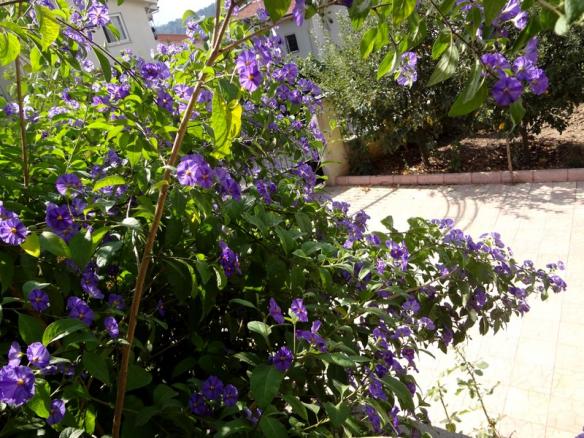 Name:  solanum.jpg
Views: 1393
Size:  72.4 KB