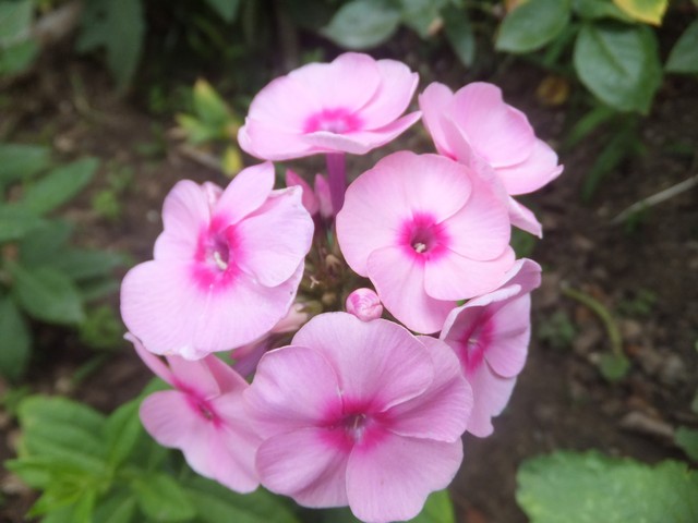 Name:  DSCF0290.jpg
Views: 334
Size:  64.3 KB