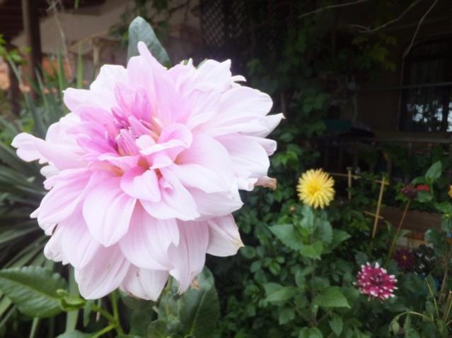 Name:  DSCF0292.jpg
Views: 316
Size:  36.9 KB