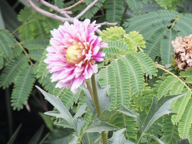 Name:  DSCF0297.jpg
Views: 317
Size:  53.8 KB