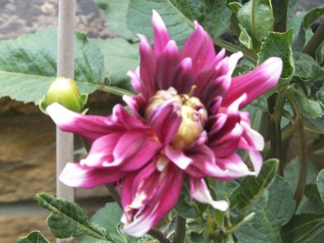 Name:  DSCF0298.jpg
Views: 319
Size:  44.2 KB