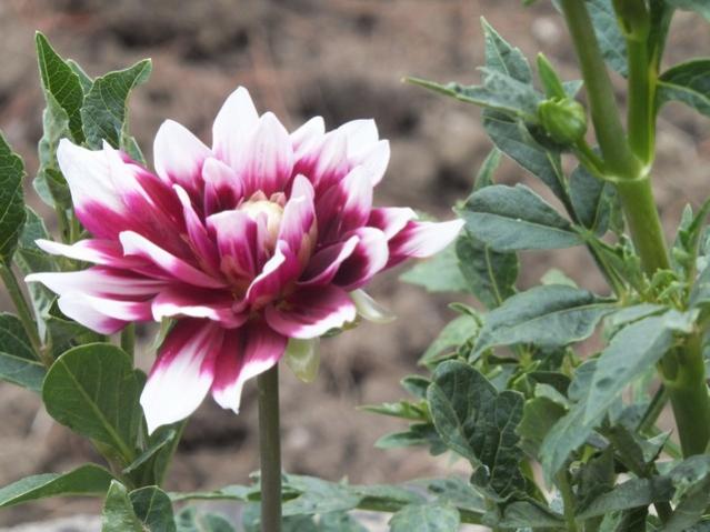 Name:  DSCF0299.jpg
Views: 317
Size:  45.5 KB